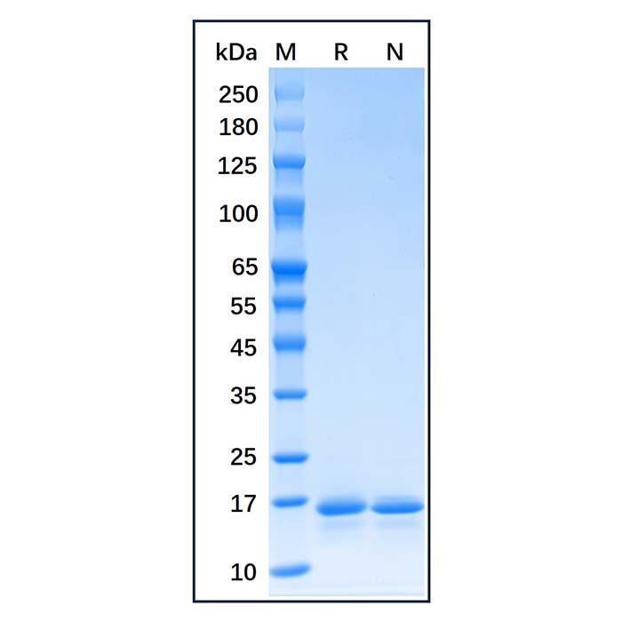 Recombinant E.coli Thioredoxin1/trxA Protein -    by Aladdin Scientific