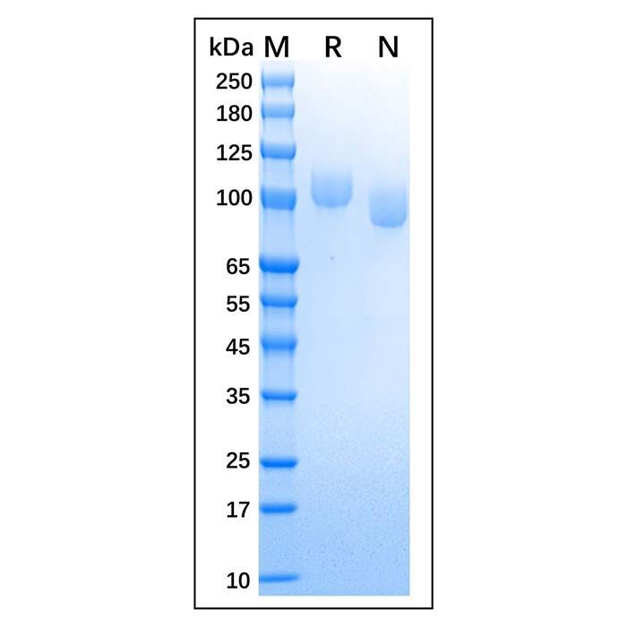 Recombinant Canine CD56 Protein -    by Aladdin Scientific