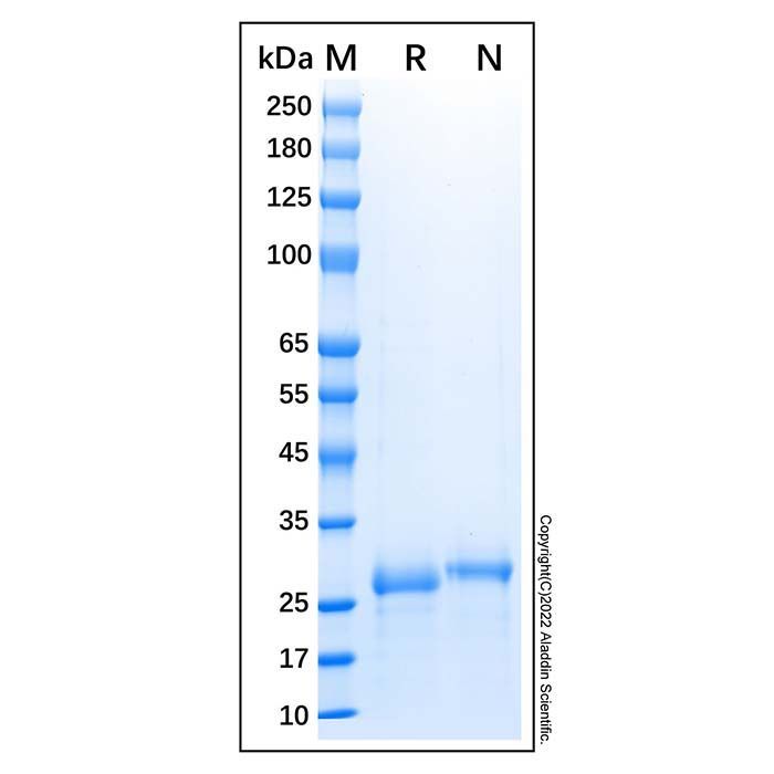 Recombinant Human NDUFA9 Protein -    by Aladdin Scientific