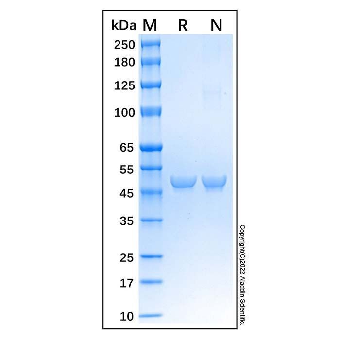 Recombinant Human ENO1 Protein -    by Aladdin Scientific