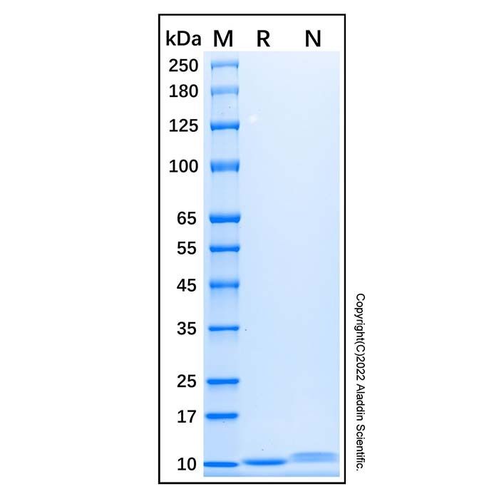 Recombinant Human CXCL7/NAP-2 Protein -    by Aladdin Scientific
