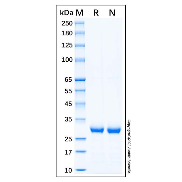 Recombinant Human HABP1/C1QBP Protein -    by Aladdin Scientific