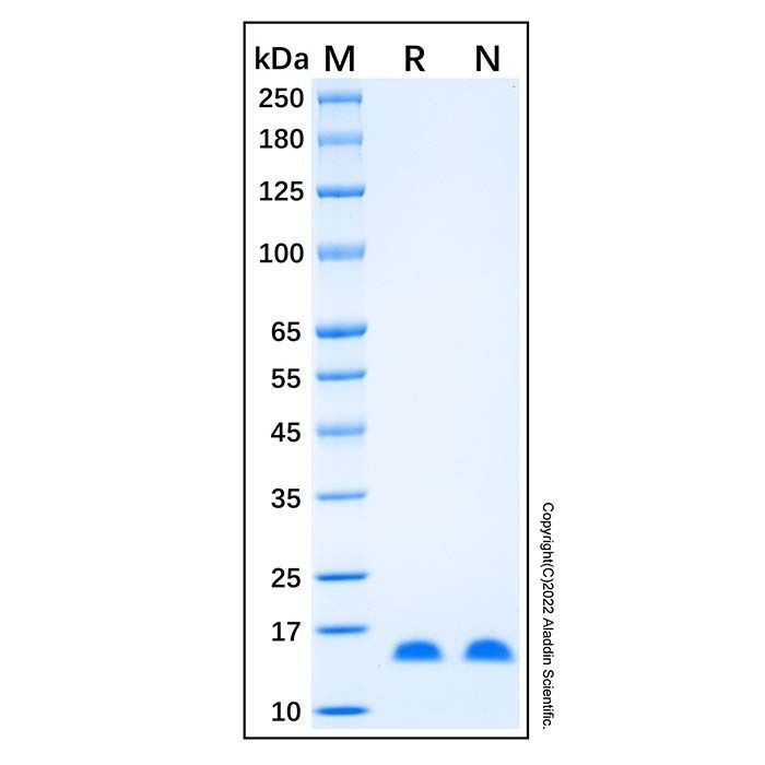 Recombinant Human FABP2/I-FABP Protein -    by Aladdin Scientific