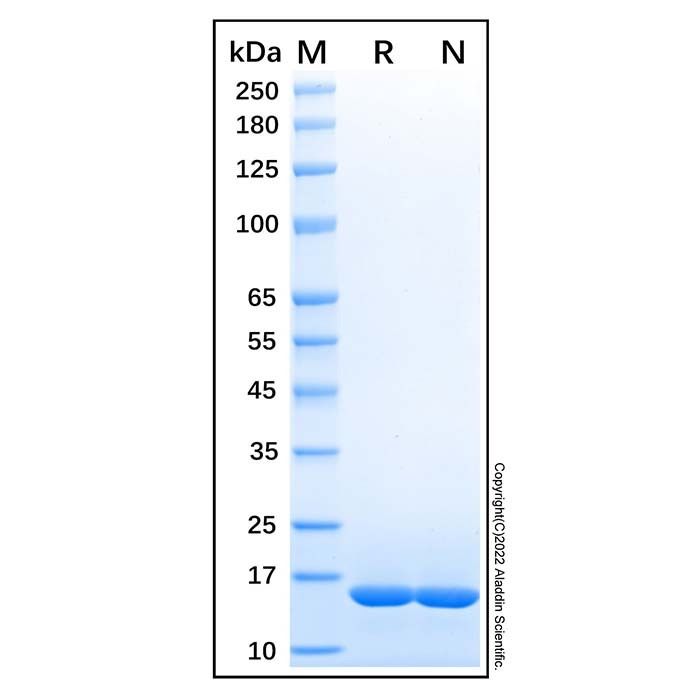 Recombinant Human FABP8/M-FABP Protein -    by Aladdin Scientific