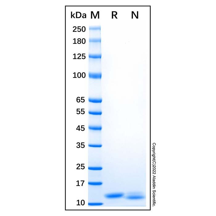 Recombinant Human S100A7 Protein -    by Aladdin Scientific