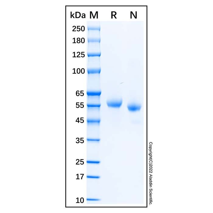 Recombinant Human Legumain/Asparaginyl Endopeptidase Protein -    by Aladdin Scientific