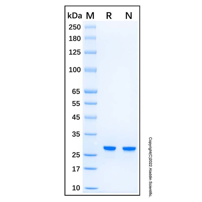 Recombinant Human UBE2S Protein -    by Aladdin Scientific
