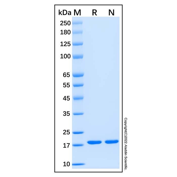 Recombinant Human Desert Hedgehog/Dhh Protein -    by Aladdin Scientific