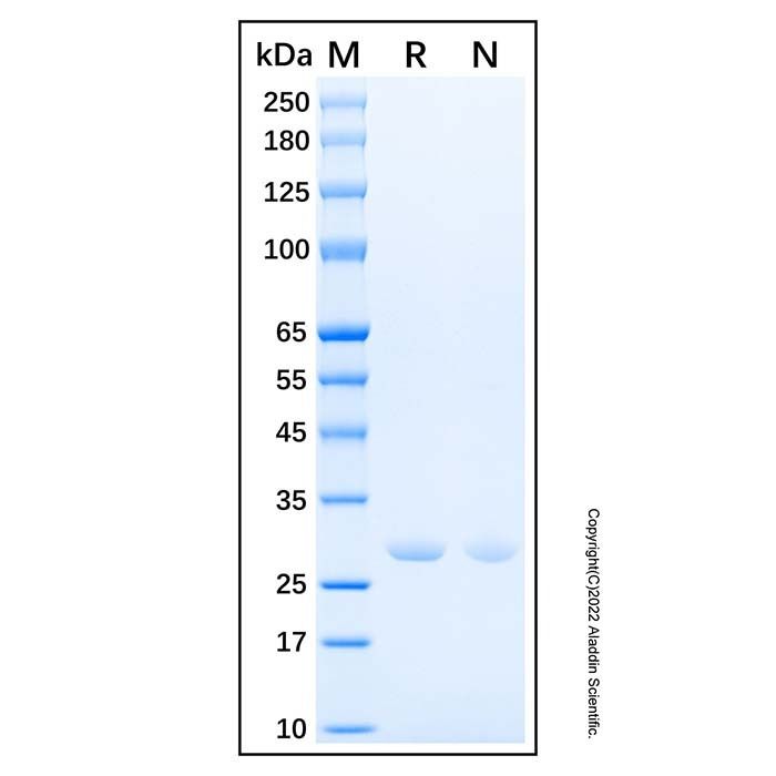 Recombinant Human 14-3-3 zeta Protein -    by Aladdin Scientific