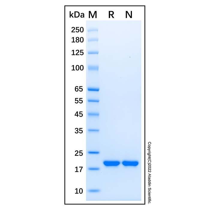 Proteína humana recombinante Sonic Hedgehog/Shh (C24II) -    by Aladdin Scientific