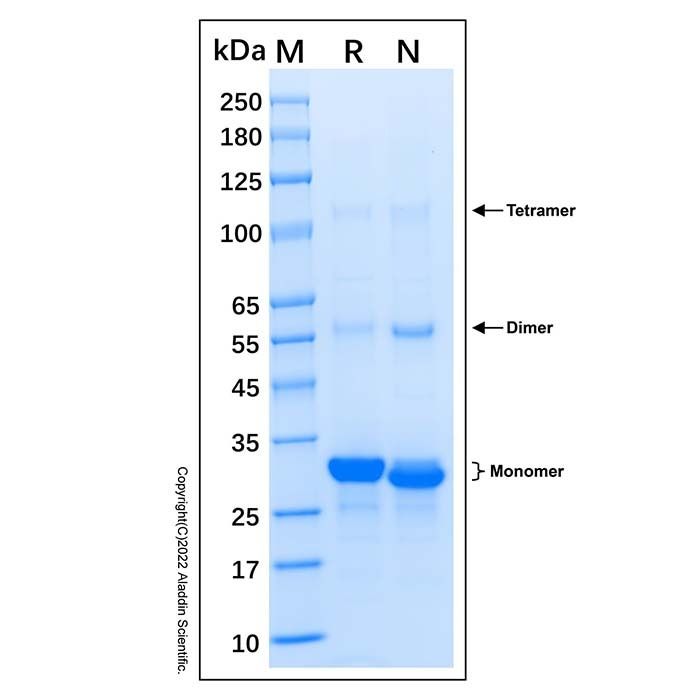 Recombinant Human Geminin Protein -    by Aladdin Scientific