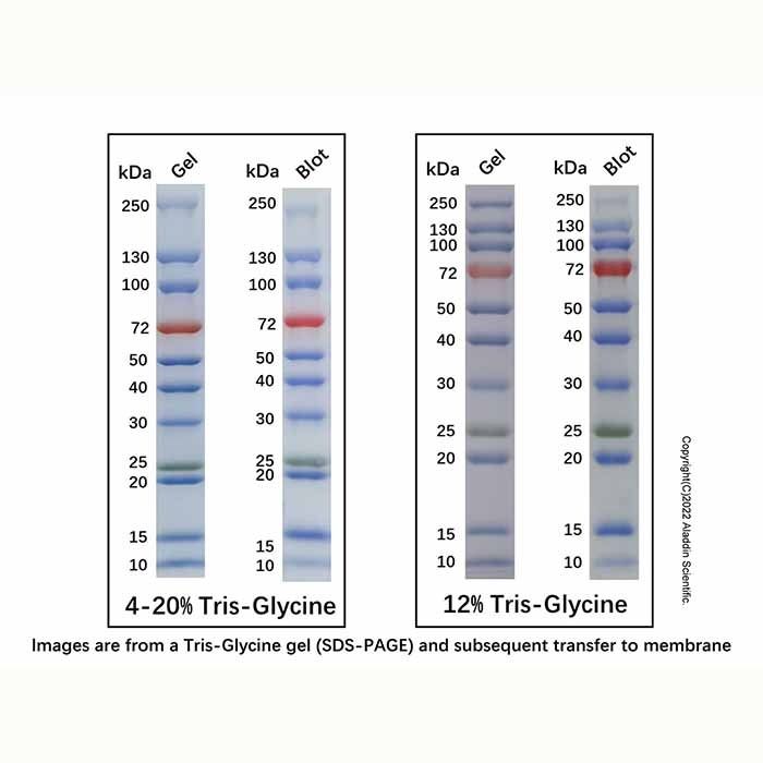 Prestained Color Protein MW Marker (10-250kDa) -    by Aladdin Scientific