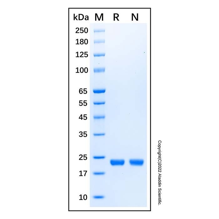 Recombinant Human KRAS(G12D, Q61H) Protein -    by Aladdin Scientific