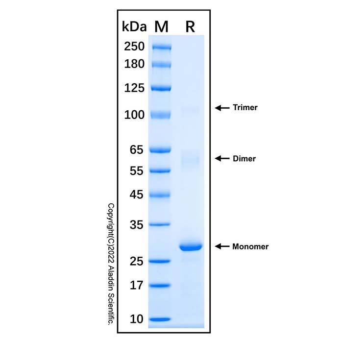 Recombinant Human EXOSC4 Protein -    by Aladdin Scientific