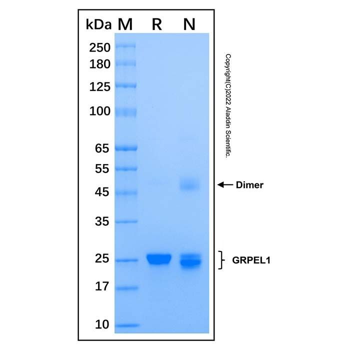 Recombinant Human GRPEL1 Protein -    by Aladdin Scientific