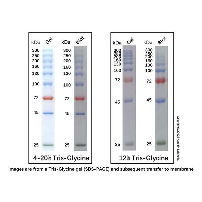 Prestained Color Protein MW Marker (25-300kDa) -    by Aladdin Scientific
