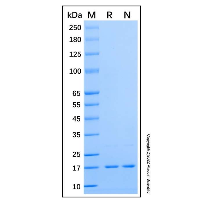 Recombinant Human Glukagon Protein -    by Aladdin Scientific