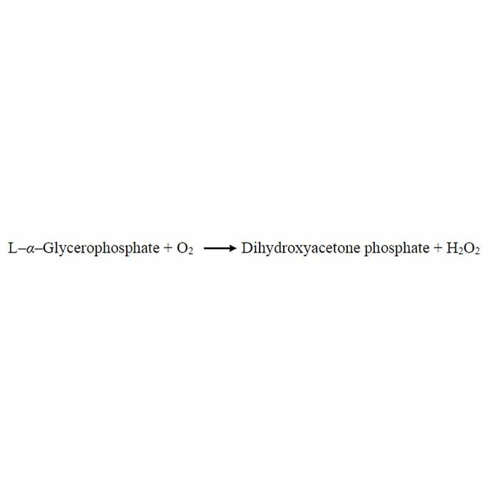 Glycerol 3-phosphate Oxidase (GPO) -   CAS No(9046-28-0) by Aladdin Scientific