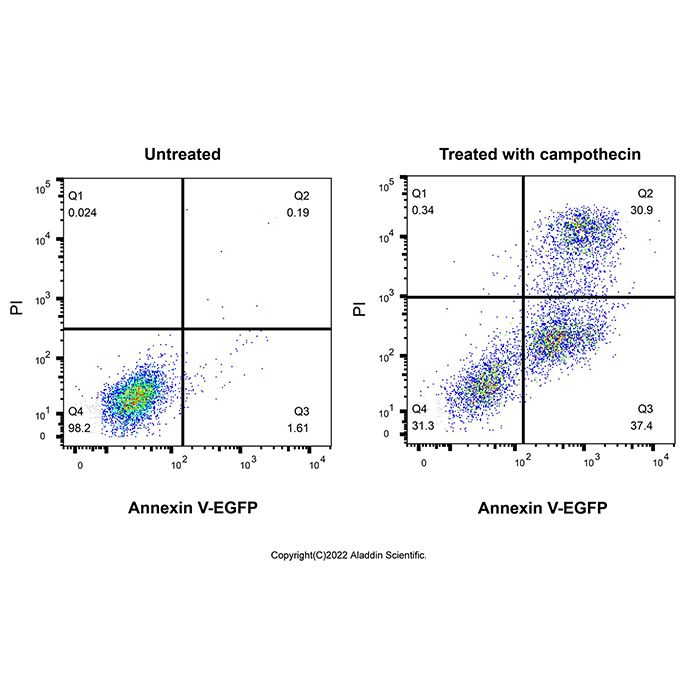 Annexin V-EGFP/PI Apoptosis Detection Kit