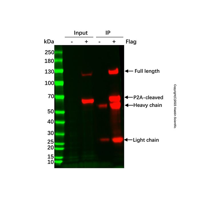 Flag-tag Protein IP Assay Kit (Agarose Gel)