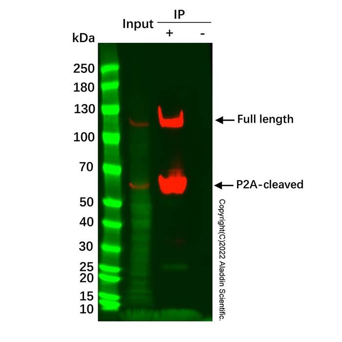 HA Tag IP/Co-IP Kit - BioReagent,for IP,ready-to-use, high purity