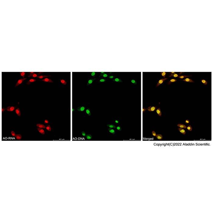 Acridine Orange Staining Kit - BioReagent, Biological Stain, for microscopy, high purity