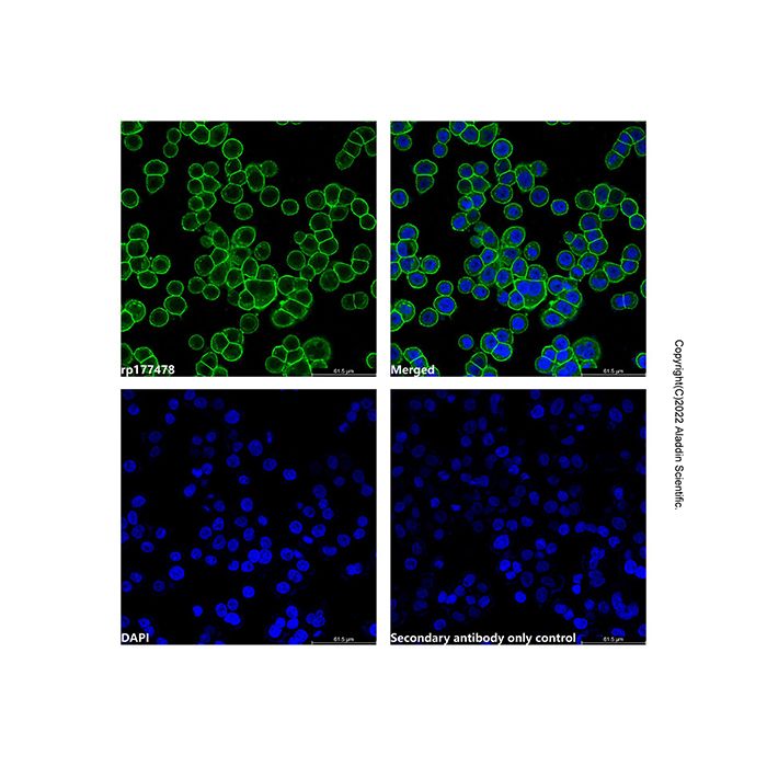 LumiDye™ AF532 NHS Ester - BioReagent,≥95%(HPLC)  by Aladdin Scientific