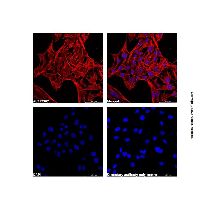 LumiDye™ AF546 NHS Ester - BioReagent,≥90%(HPLC) CAS No(A1507083) by Aladdin Scientific