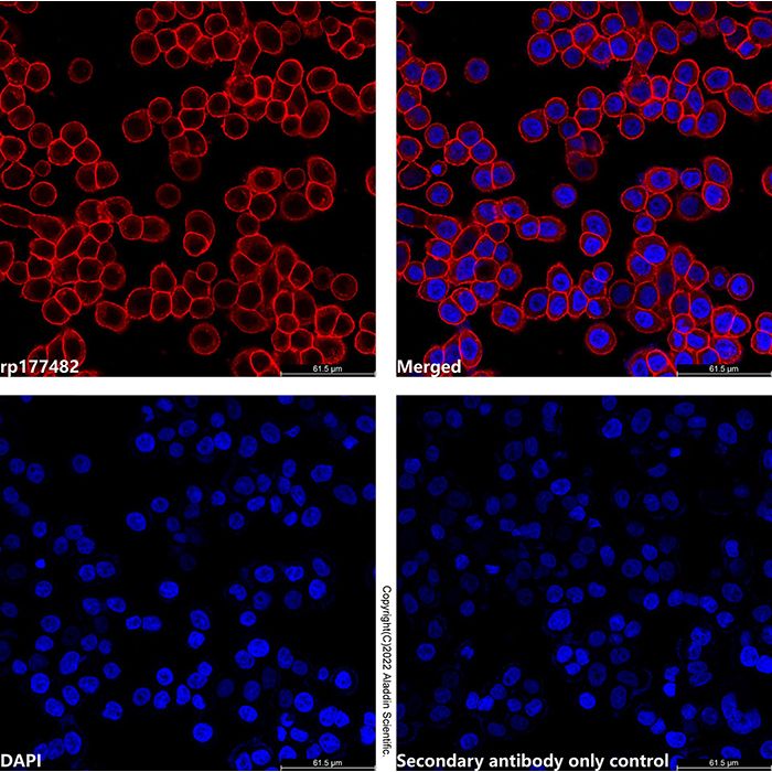 LumiDye™ AF568 NHS Ester - BioReagent CAS No(A1507085) by Aladdin Scientific