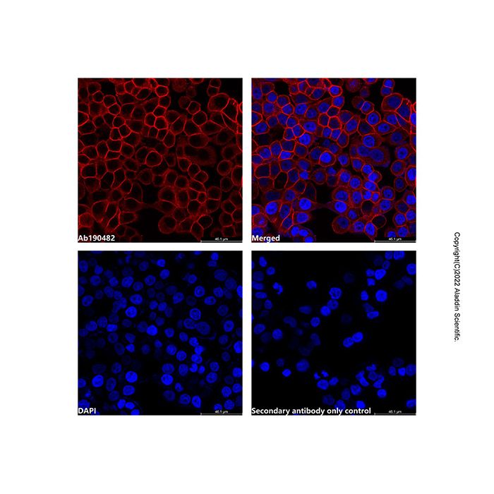 LumiDye™ AF700 NHS Ester - BioReagent,≥90%(HPLC)  by Aladdin Scientific