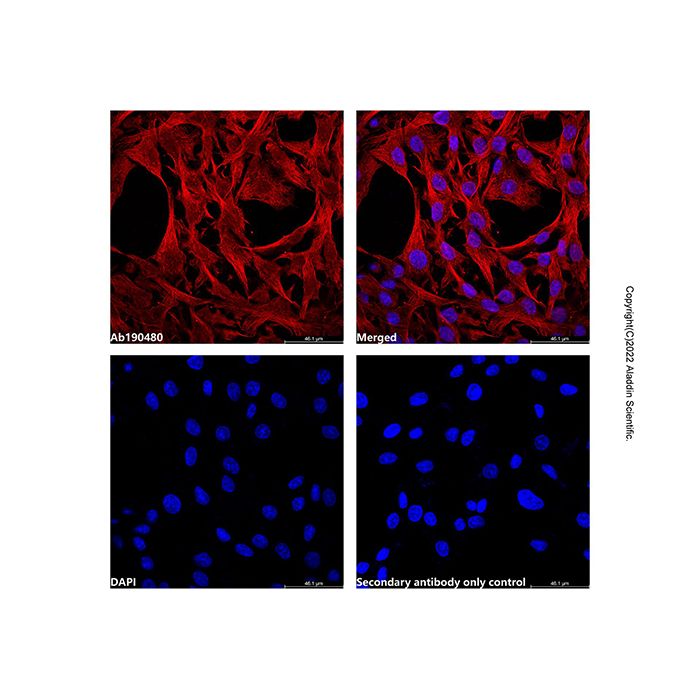 LumiDye™ AF750 NHS Ester - BioReagent,≥95%(HPLC)  by Aladdin Scientific