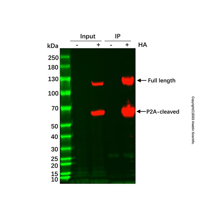 Anti-HA Agarose Resin -    by Aladdin Scientific
