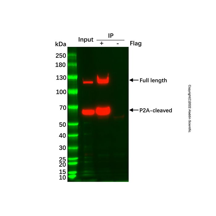 UltraBio™ Anti-Flag (DYKDDDDK) Magnetic Beads - BioReagent,for protein analysis,10 mg/mL; Particle Size: 1 μm  by Aladdin Scientific