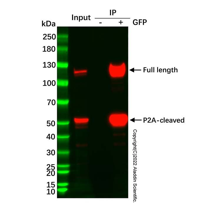 UltraBio™ Anti-GFP Magnetic Beads -    by Aladdin Scientific
