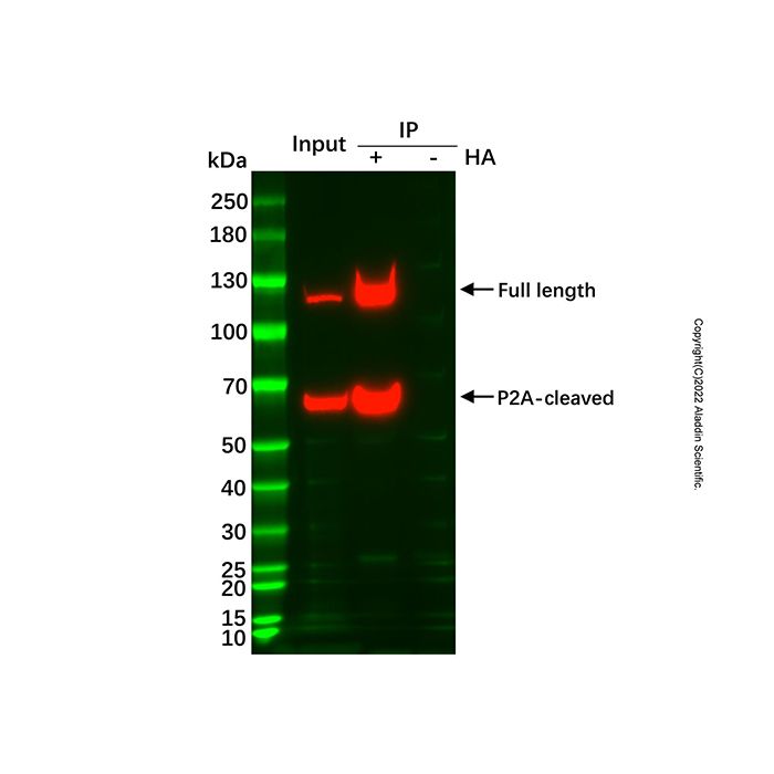 UltraBio™ Anti-HA Magnetic Beads - BioReagent,for protein analysis,10 mg/mL; Particle Size: 1 μm  by Aladdin Scientific