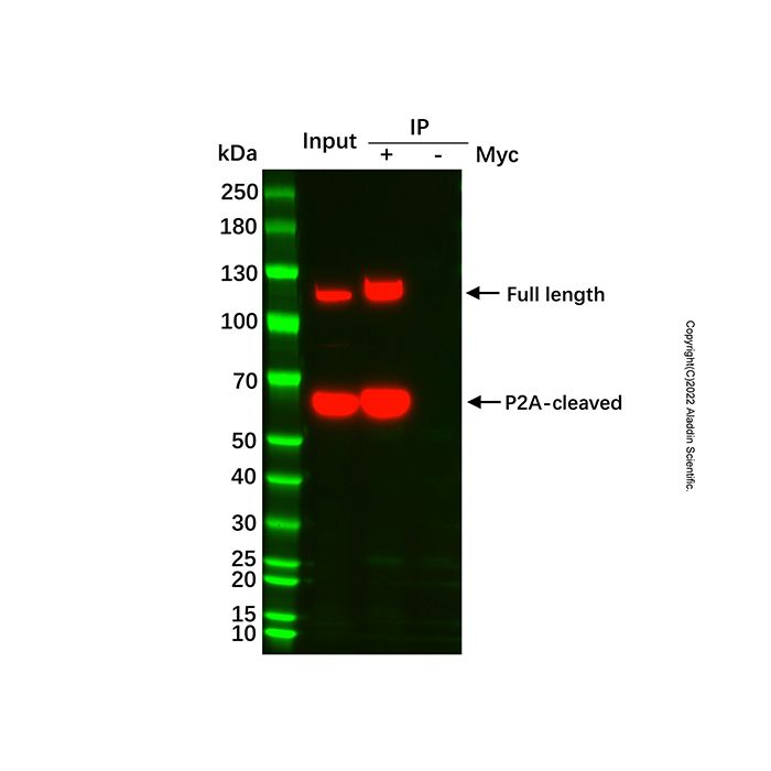 UltraBio™ Anti-Myc Magnetic Beads - BioReagent,for protein analysis,10 mg/mL; Particle Size: 1 μm  by Aladdin Scientific