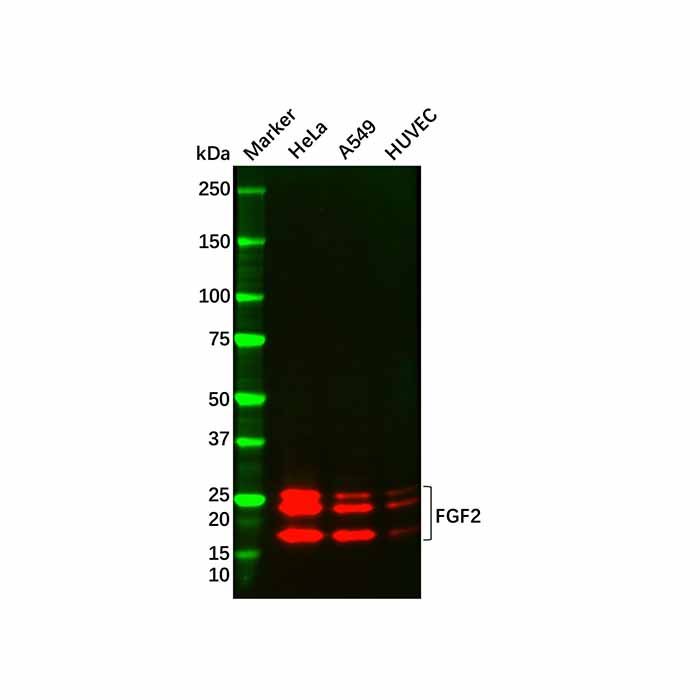 Recombinant FGF2 Antibody - by Aladdin Scientific