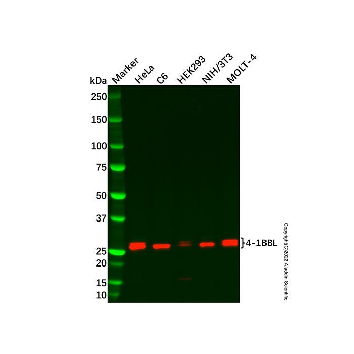 Recombinant 4-1BBL Antibody -    by Aladdin Scientific