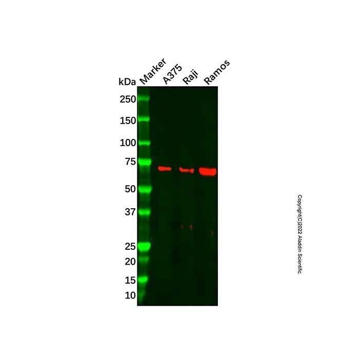 Recombinant A-Raf Antibody -    by Aladdin Scientific