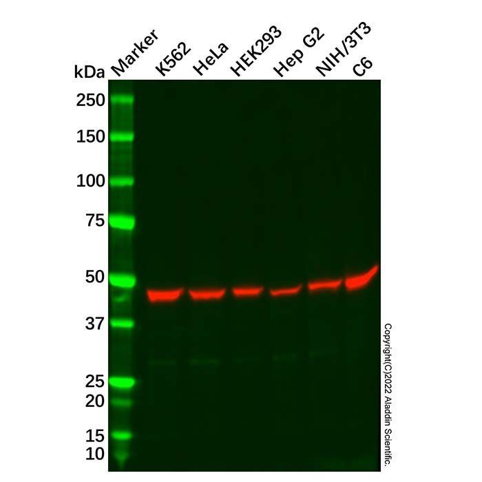 Recombinant AdSS 2 Antibody -    by Aladdin Scientific