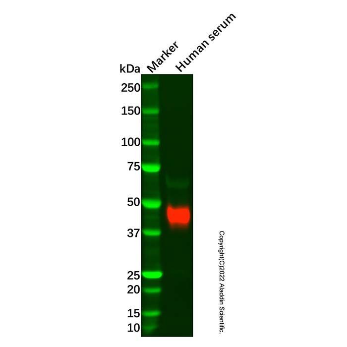 Alpha 1 Acid Glycoprotein/AGP Mouse mAb -    by Aladdin Scientific