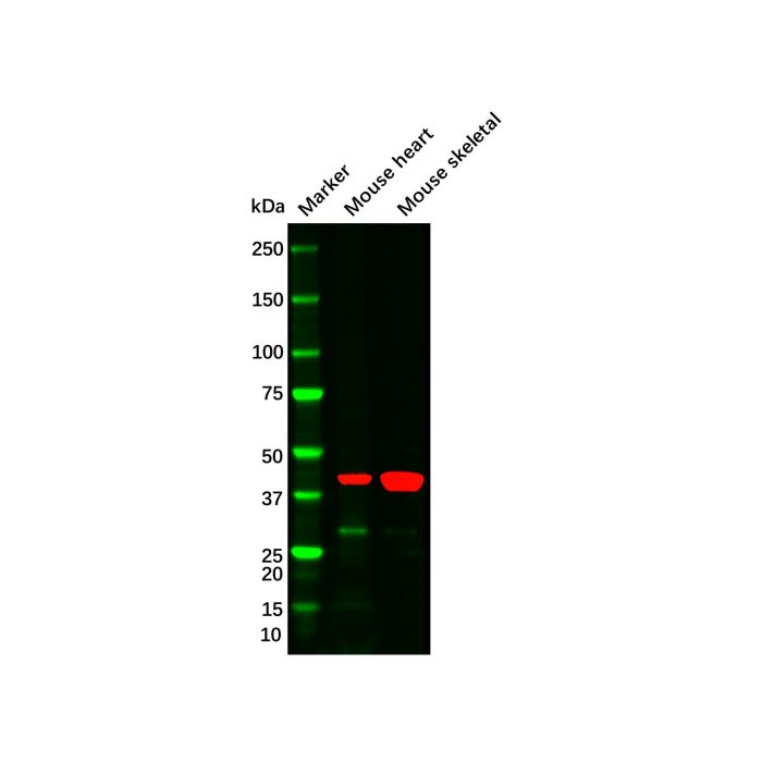 alpha-Smooth Muscle Actin Mouse mAb -    by Aladdin Scientific