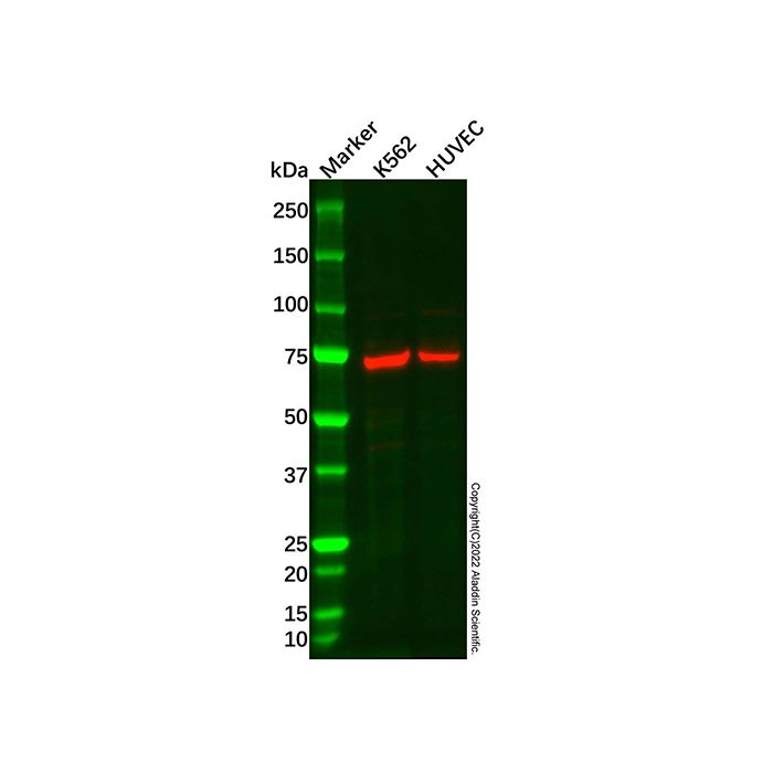 ANGPT2 Antibody - by Aladdin Scientific
