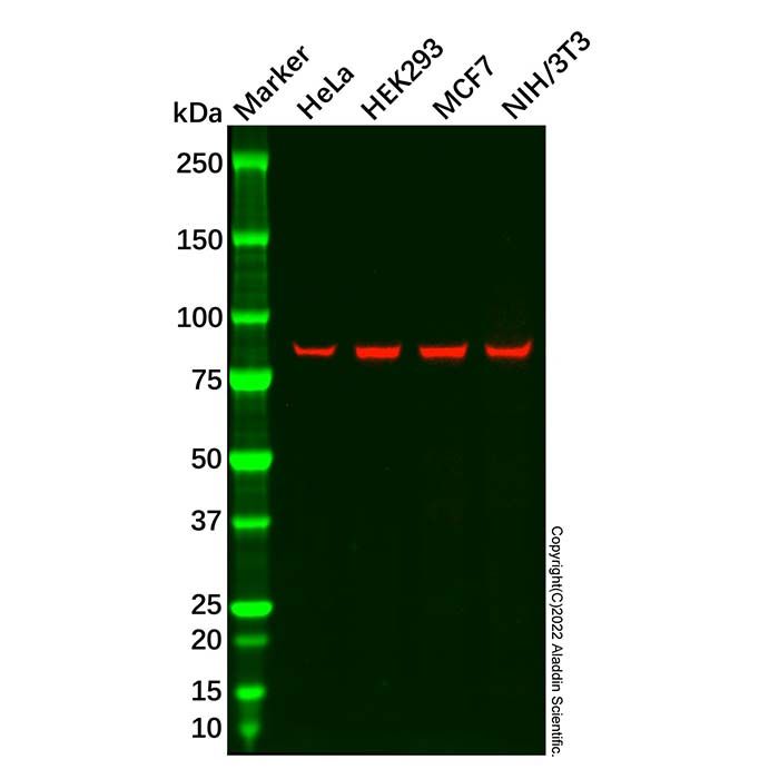 Recombinant APPL Antibody -    by Aladdin Scientific