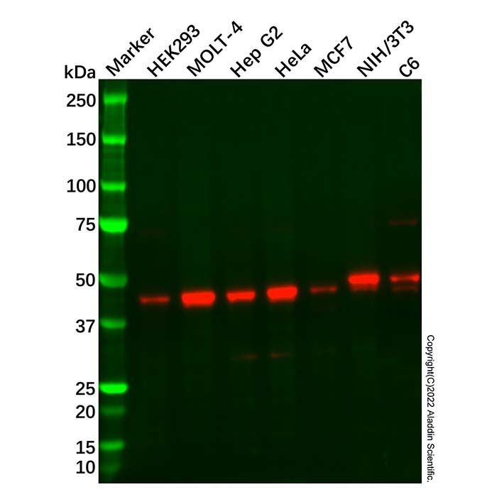 ARFGAP1 Antibody -    by Aladdin Scientific