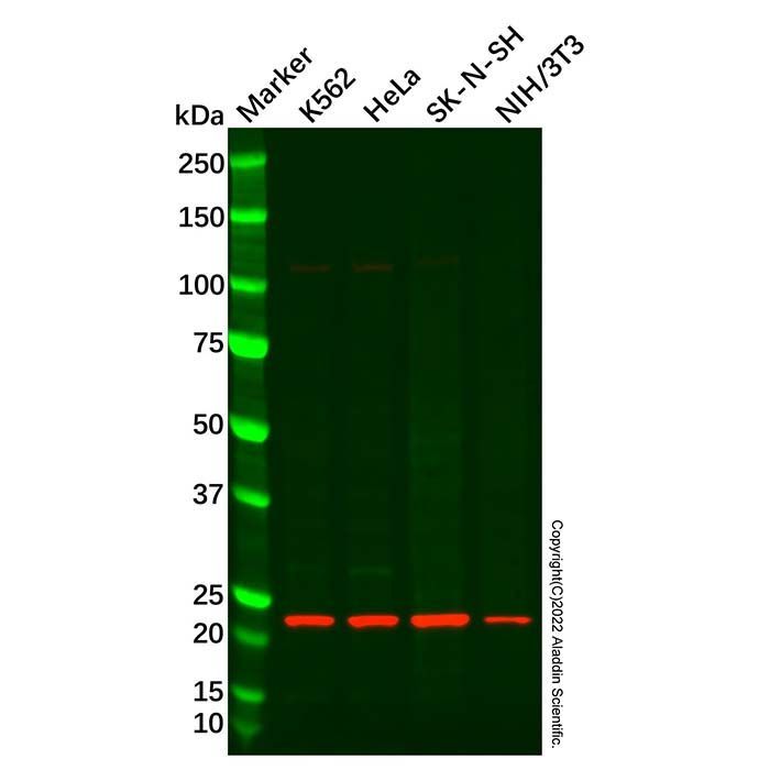 Recombinant Artemin Antibody -    by Aladdin Scientific