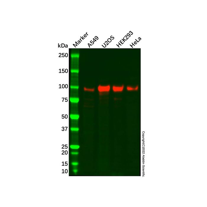 Recombinant ATF6 Antibody -    by Aladdin Scientific