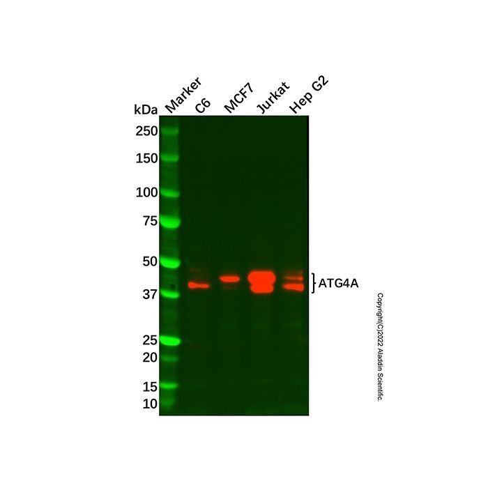 Recombinant ATG4A Antibody -    by Aladdin Scientific