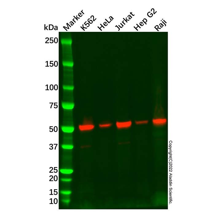 Recombinant ATG4C Antibody -    by Aladdin Scientific