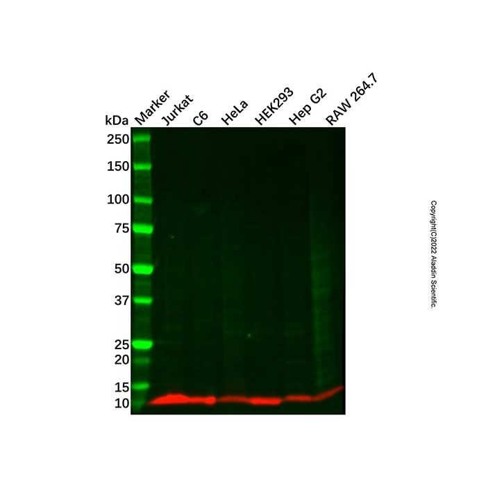 Recombinant ATP5G1/G2/G3 Antibody -    by Aladdin Scientific